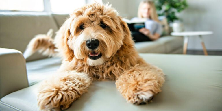 TrustedHousesitters valued at 0M after management buyout