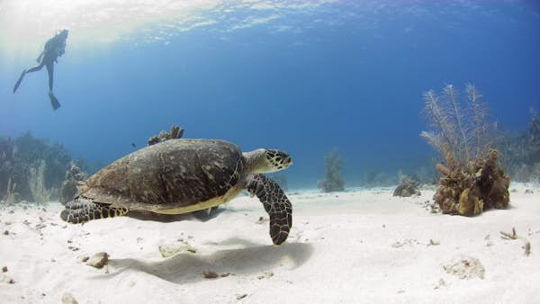 8 of the best places to dive in the Caribbean