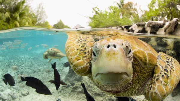 6 of the best places to see sea turtles