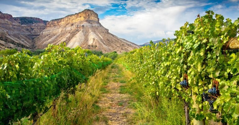 Wine Destinations In The U.S. That Aren’t Napa Or Sonoma