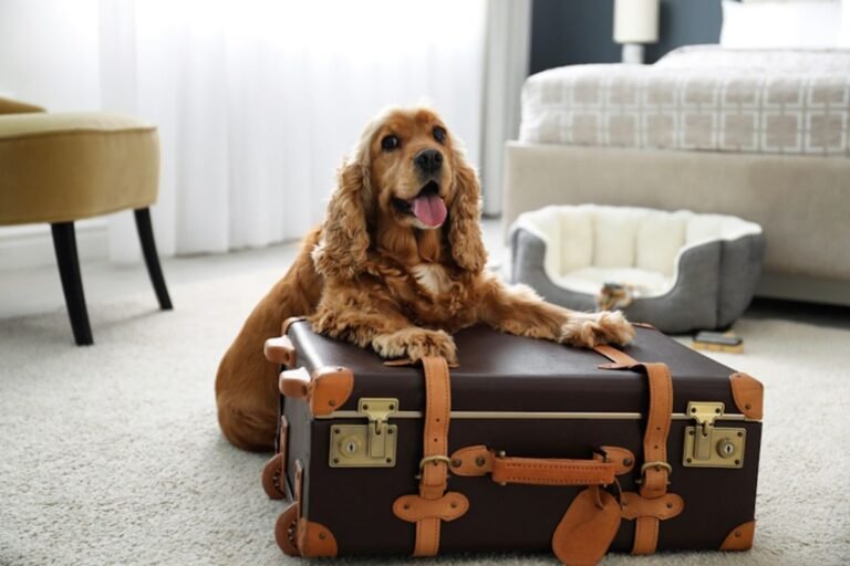 HotelPlanner acquires platform for finding pet-friendly accommodations