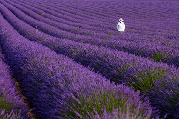 Best places to see lavender bloom