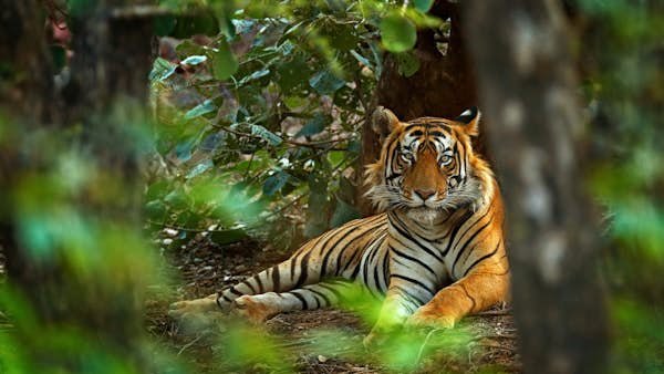 Best national parks in India