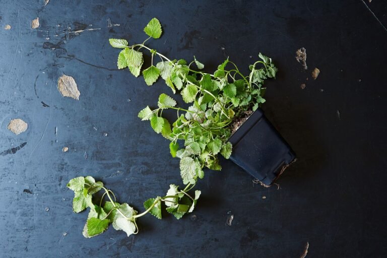 The Best Ways to Use Lemon Balm at Home (Plus 10 Recipes to Try)