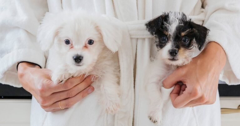 Pet Friendly Hotel Tips: 5 Must Knows For Traveling With Your Dog Pet Friendly Hotel Tips: 5 Must Knows For Traveling With Your Dog