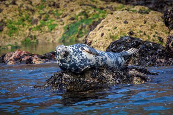 The 10 best wildlife experiences in Wales