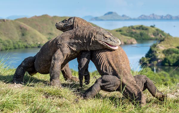 A guide to Komodo National Park, Indonesia