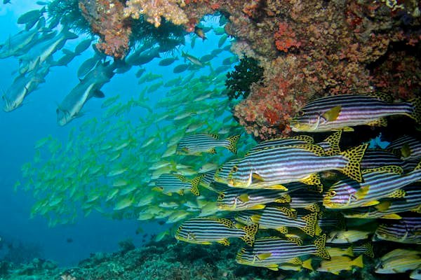 A guide to snorkeling and diving in the Maldives
