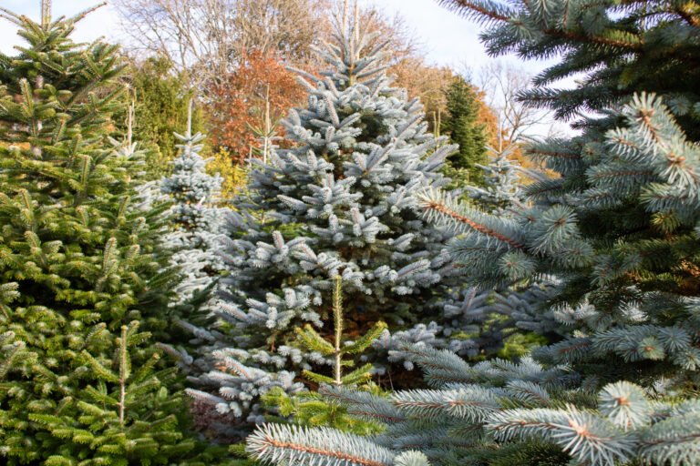 The Perfect Autumn/Winter Escape: Staying on A Christmas Tree Farm in Devon